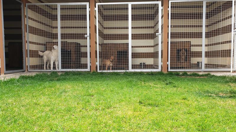 residencias caninas perros toledo
