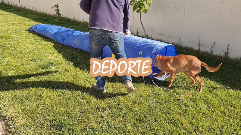 residencia perros toledo