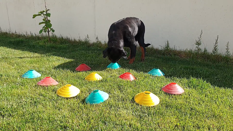 residencia canina toledo