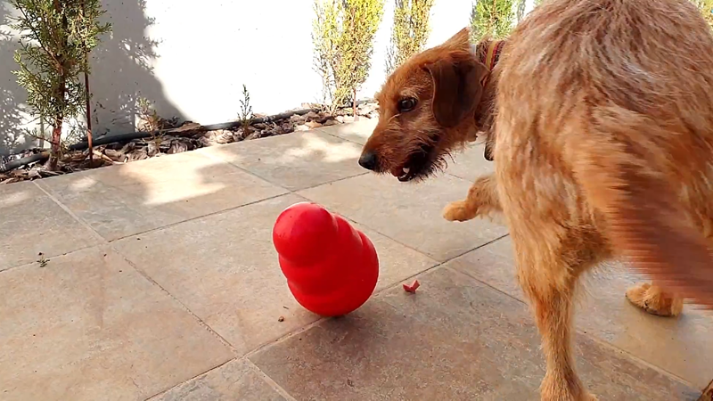 hotel para perros toledo