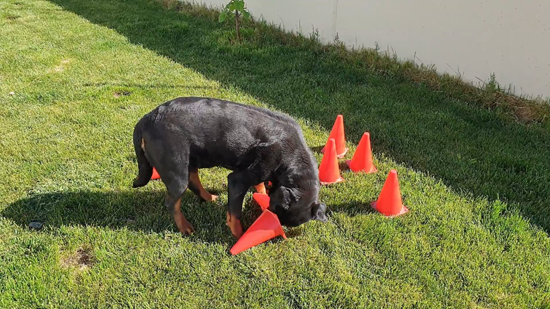 residencia de perros en toledo