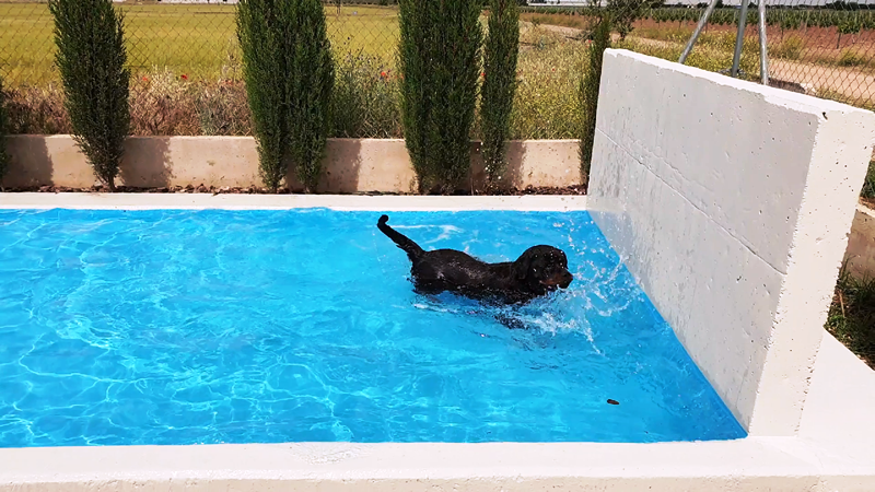 residencia perros toledo