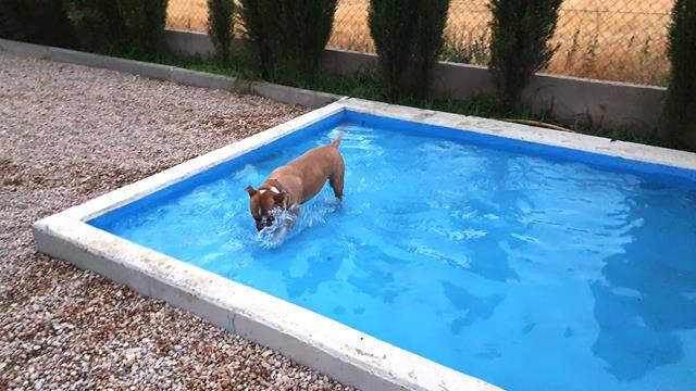 residencia canina en sonseca
