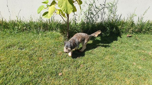 residencia canina en seseña