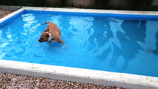 residencia de perros en sonseca