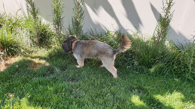 residencia de perros en seseña