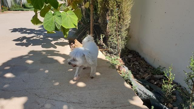 residencia de perros en quintanar de la orden