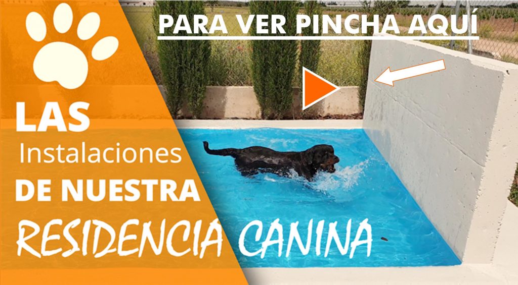 residencia canina Toledo